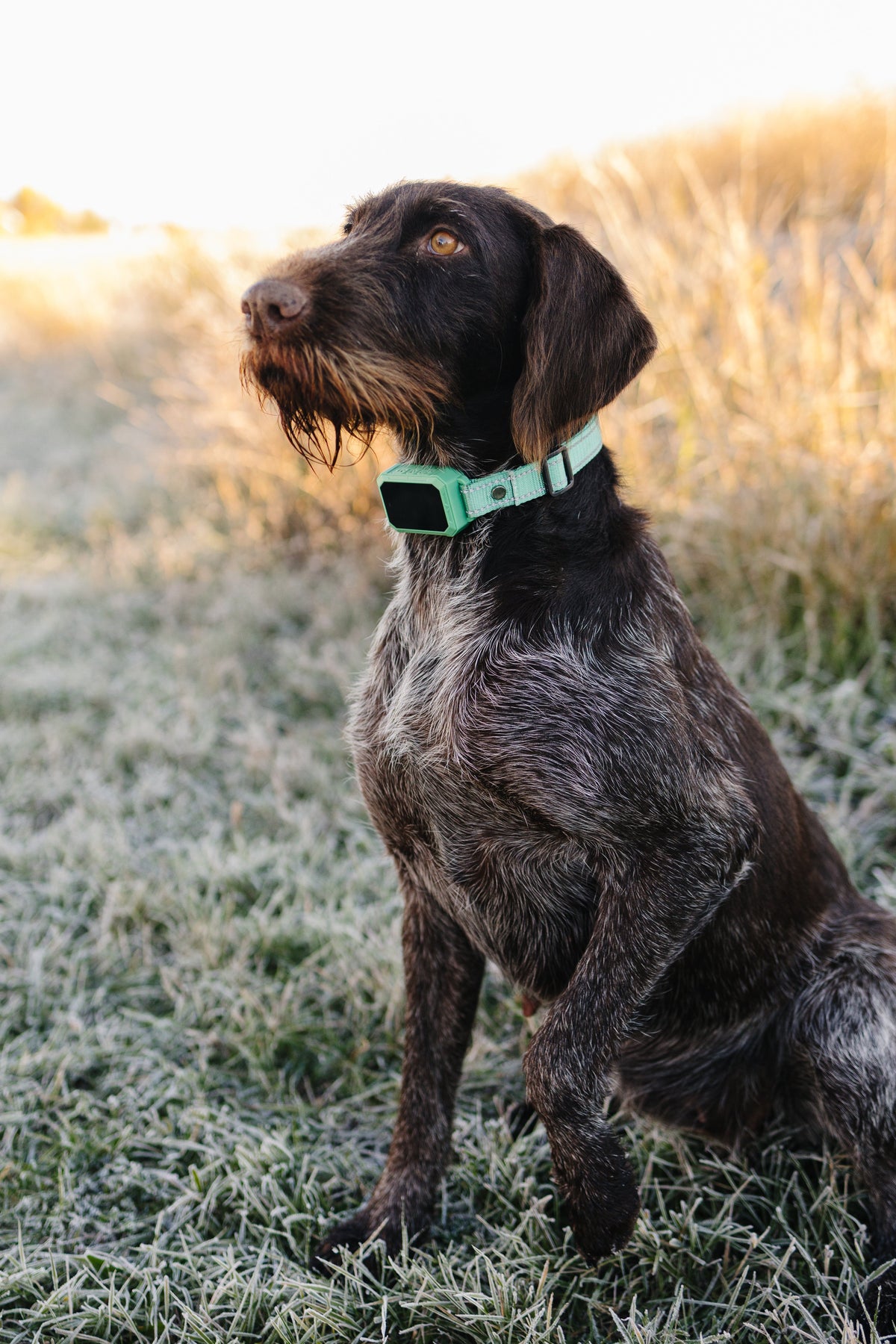 Pawtronic Pro Series 2 - Wireless GPS Dog Fence